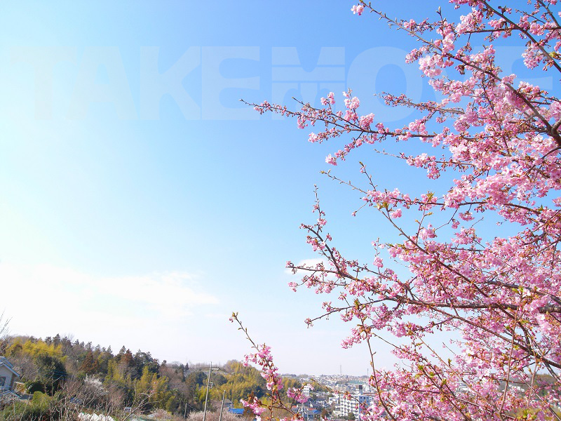 寒桜が咲く風景の無料写真