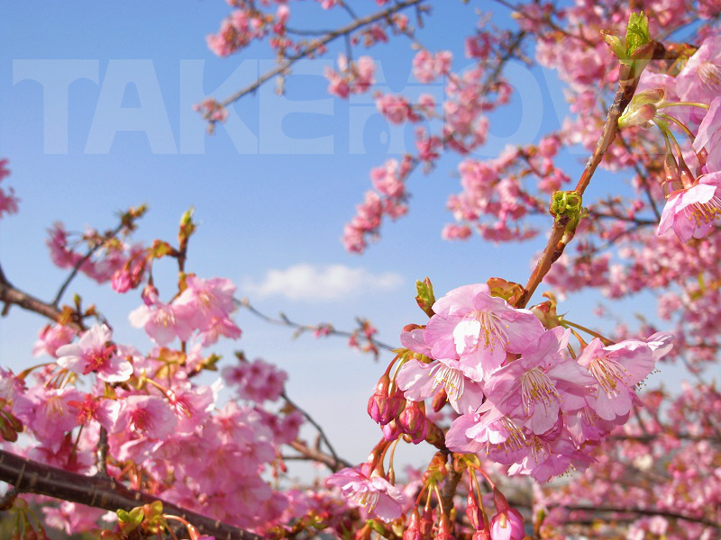 寒桜が咲く風景の無料写真