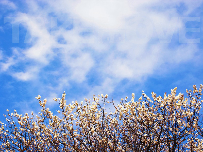 青空に映える白梅の無料写真