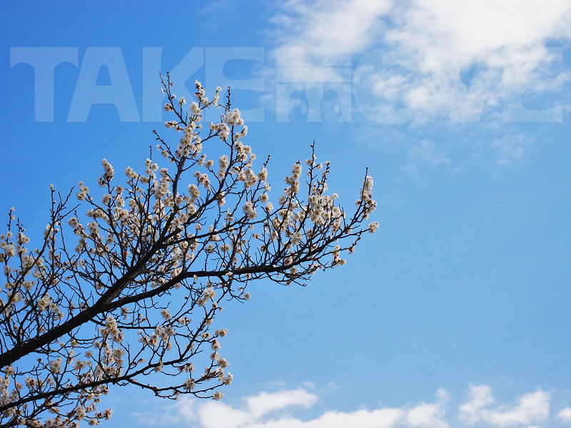 青空に映える白梅の無料写真