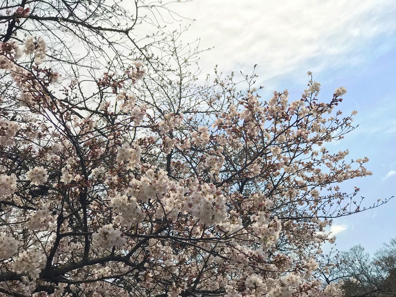 七分咲きの上野公園の桜の無料写真