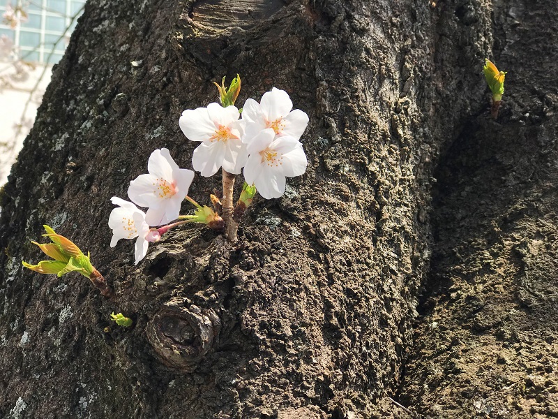 桜の幹から顔を出したソメイヨシノの無料写真