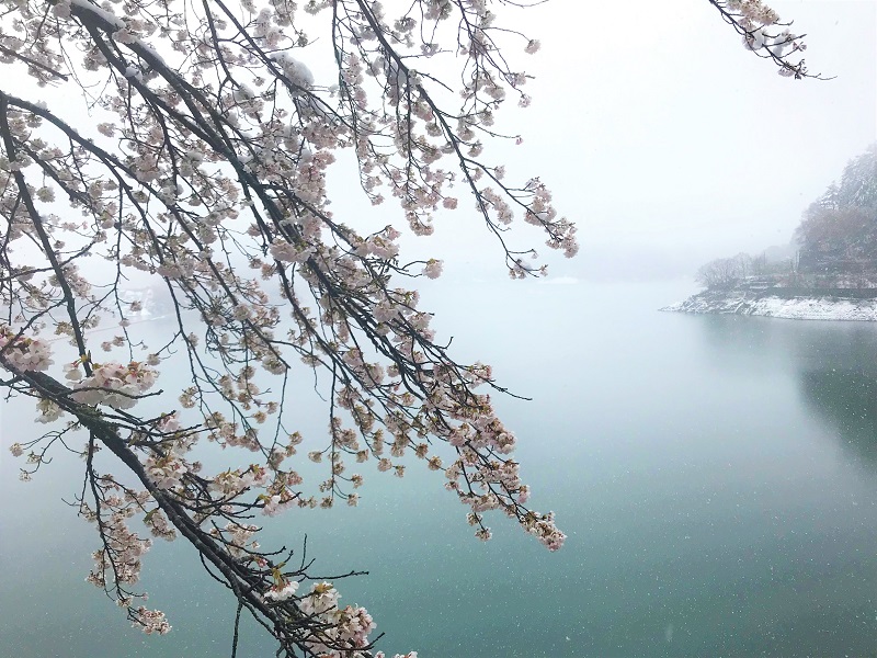 季節外れの雪と咲き始めた桜と寒々しい奥多摩湖の無料写真