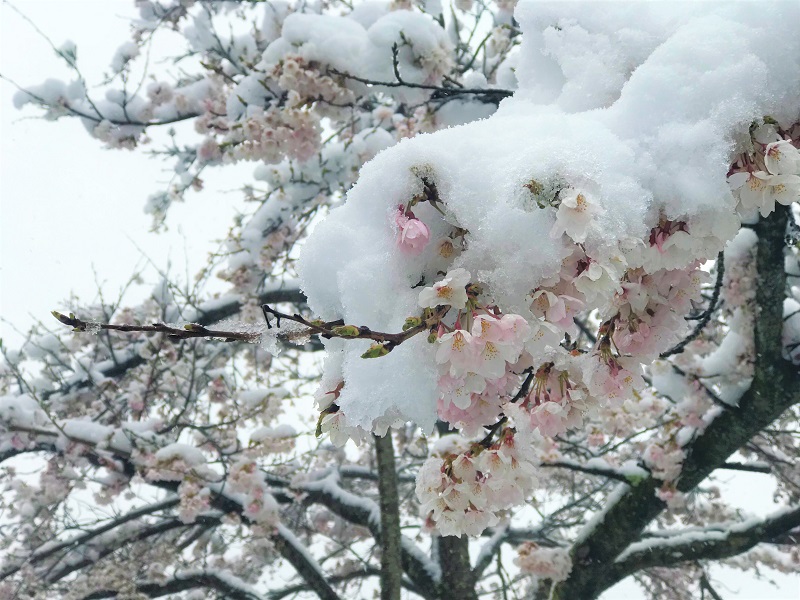春の雪が積もるソメイヨシノの無料写真