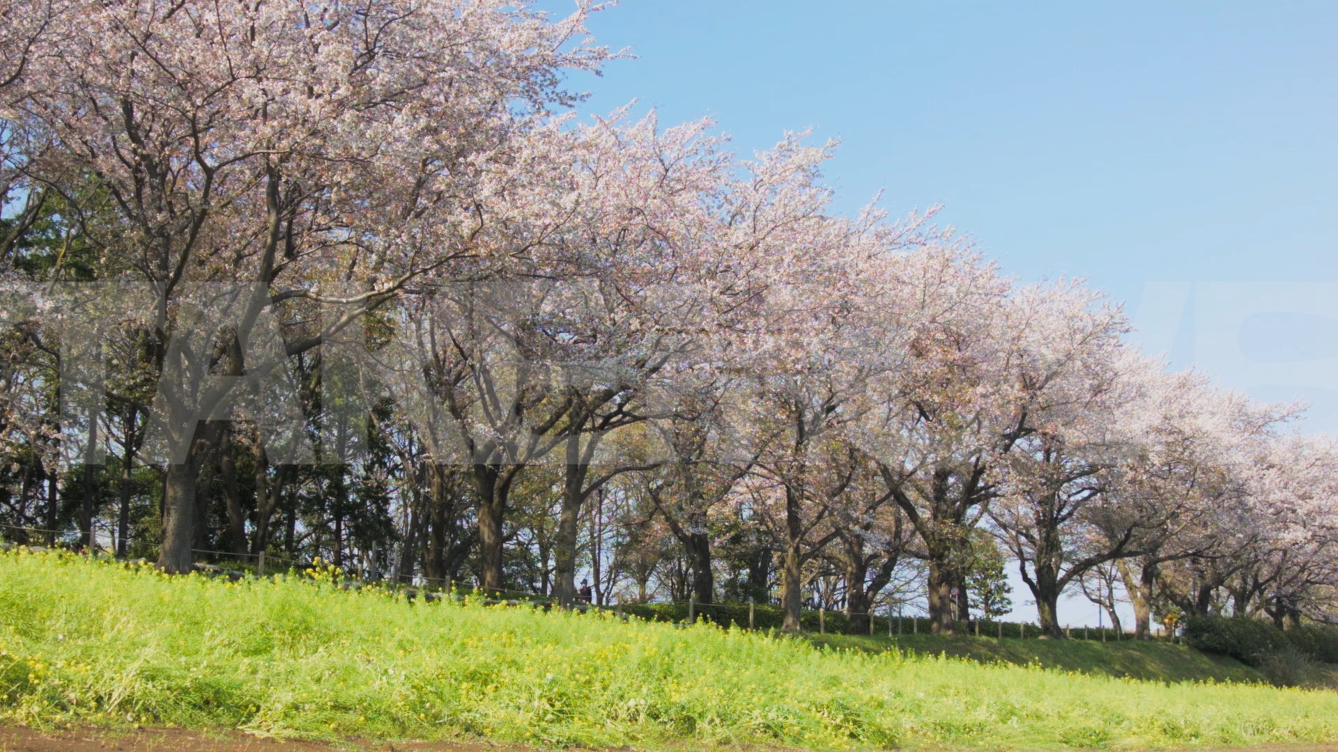 動画素材 M0159 桜並木と菜の花の組み合わせが美しい春の風景のhd動画素材 商用利用可能で無料でダウンロードできる フリー動画 写真 ｃｇ素材 のテイクムーヴ