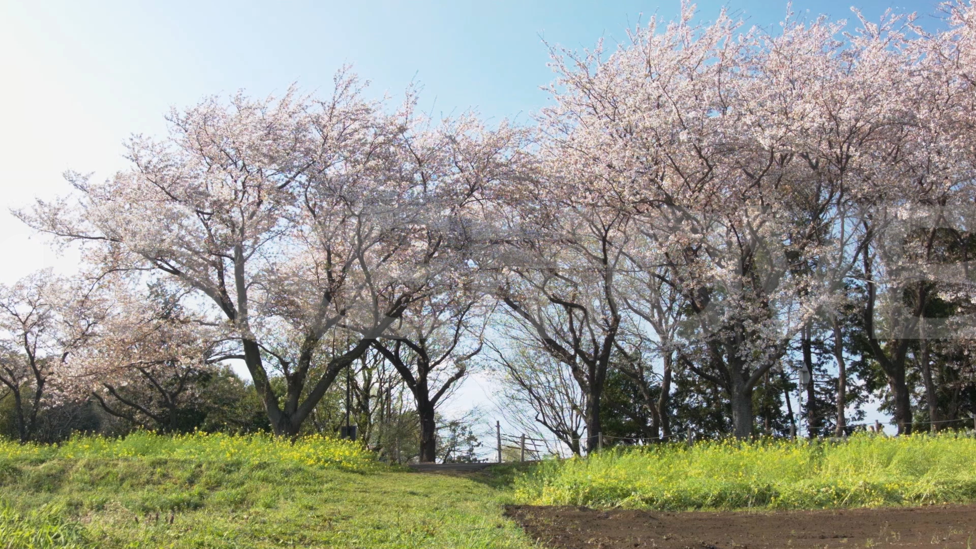 動画素材 M0161 桜並木と菜の花の風景のhd動画素材 商用利用可能で無料でダウンロードできる フリー動画 写真 ｃｇ素材のテイクムーヴ