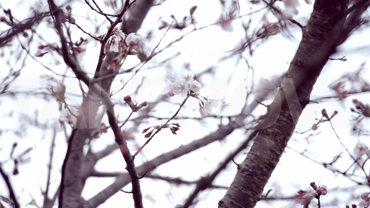 公開中のフリー動画素材 ページ4 菜の花畑を歩く女性や風景 印象描写などのハイビジョン動画素材 商用利用可能で無料のフリー動画 写真 ｃｇ素材 のテイクムーヴ