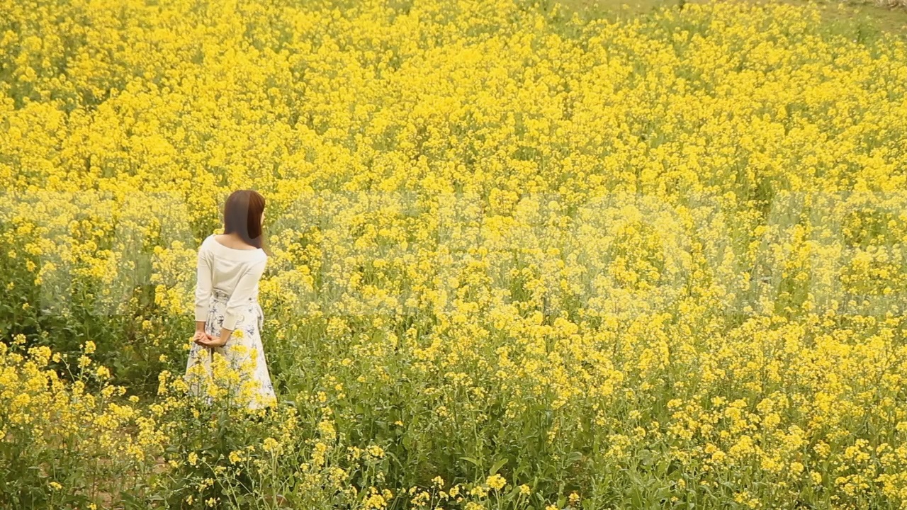 公開中のフリー動画素材 ページ4 菜の花畑を歩く女性や風景 印象描写などのハイビジョン動画素材 商用利用可能で無料のフリー動画 写真 ｃｇ素材 のテイクムーヴ