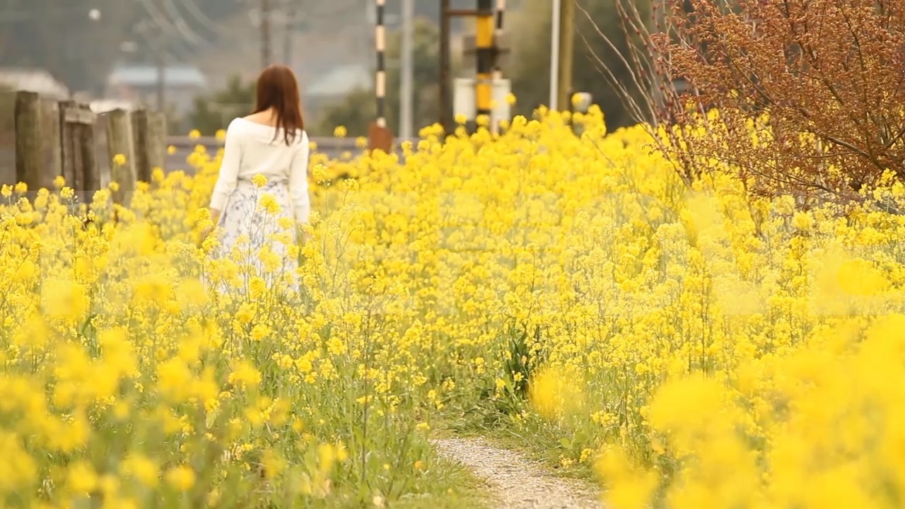 公開中のフリー動画素材 ページ4 菜の花畑を歩く女性や風景 印象描写などのハイビジョン動画素材 商用利用可能で無料のフリー動画 写真 ｃｇ素材 のテイクムーヴ